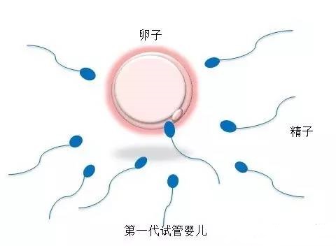 供卵代怀价格